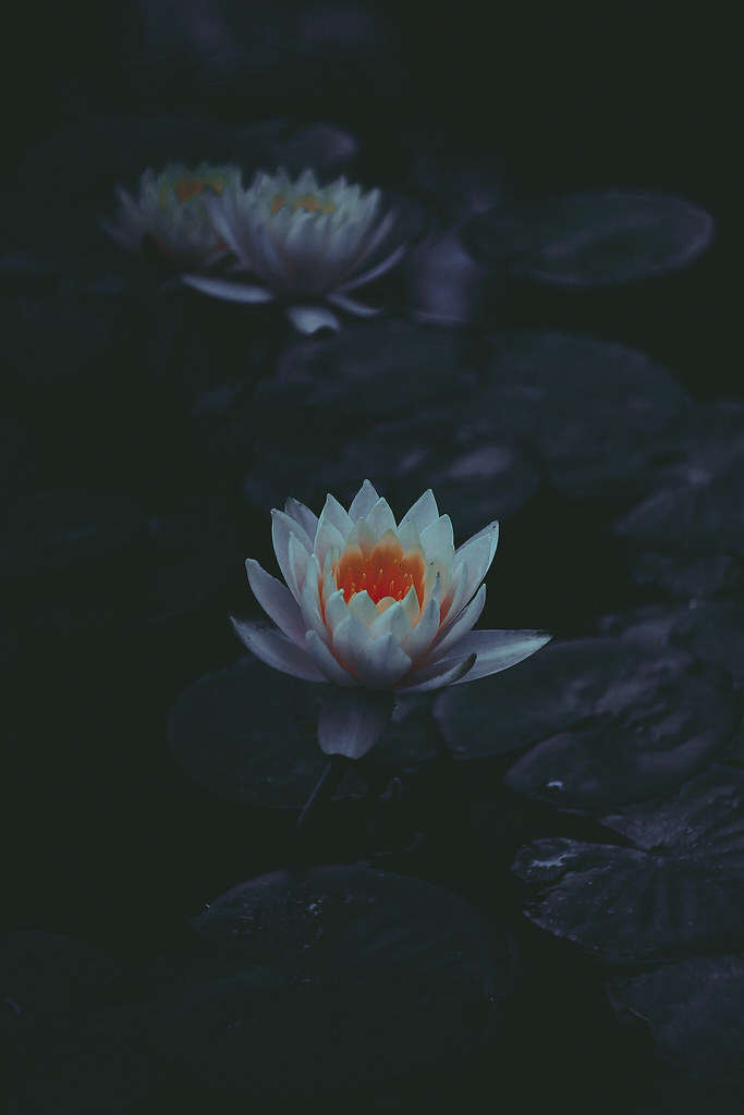 Sacred Lotus - HD Wallpaper 