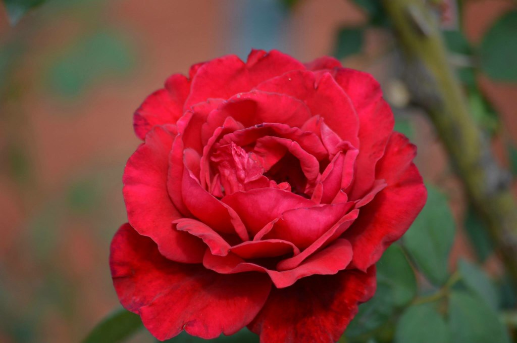 玫瑰紅色 - HD Wallpaper 