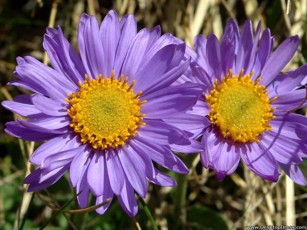Sysa Fiori Purple - Alpine Aster - HD Wallpaper 