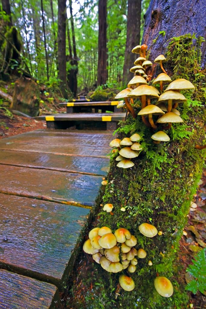 Photo Mushroom And Moss Growth Rainforest Maquinna - Rainforest Tree Mushrooms - HD Wallpaper 