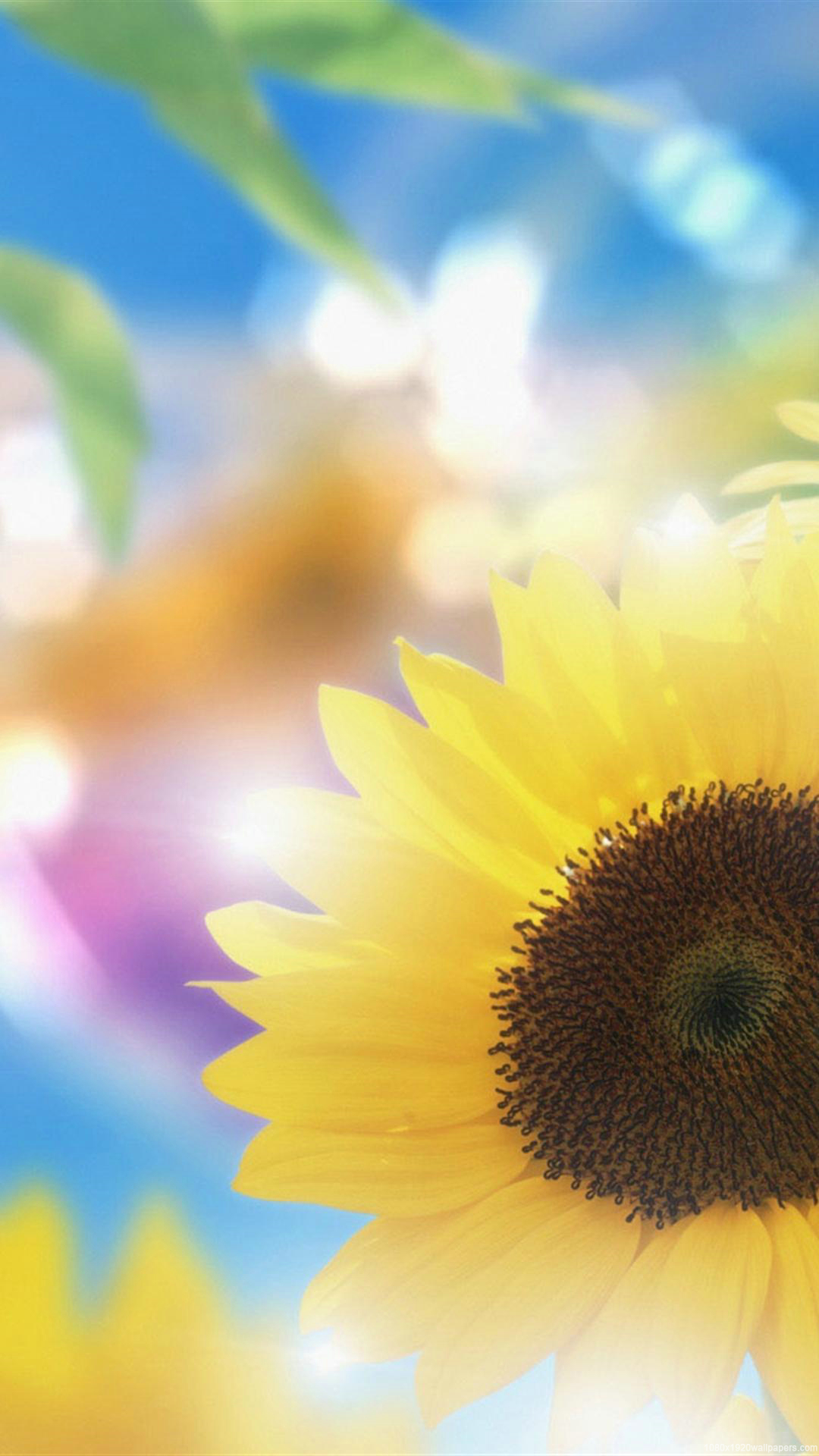 Sunflower Background - HD Wallpaper 