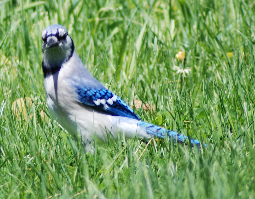 Bluey Jay Wallpaper,blue Jay Images,blue Jay Photo,blue - Blue Jay - HD Wallpaper 