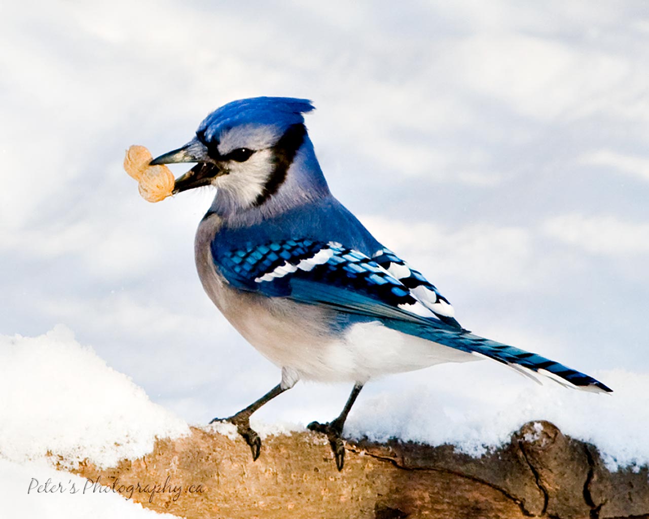 Bluey Jay Wallpaper,blue Jay Images,blue Jay Photo,blue - Cool Blue Jay Bird - HD Wallpaper 