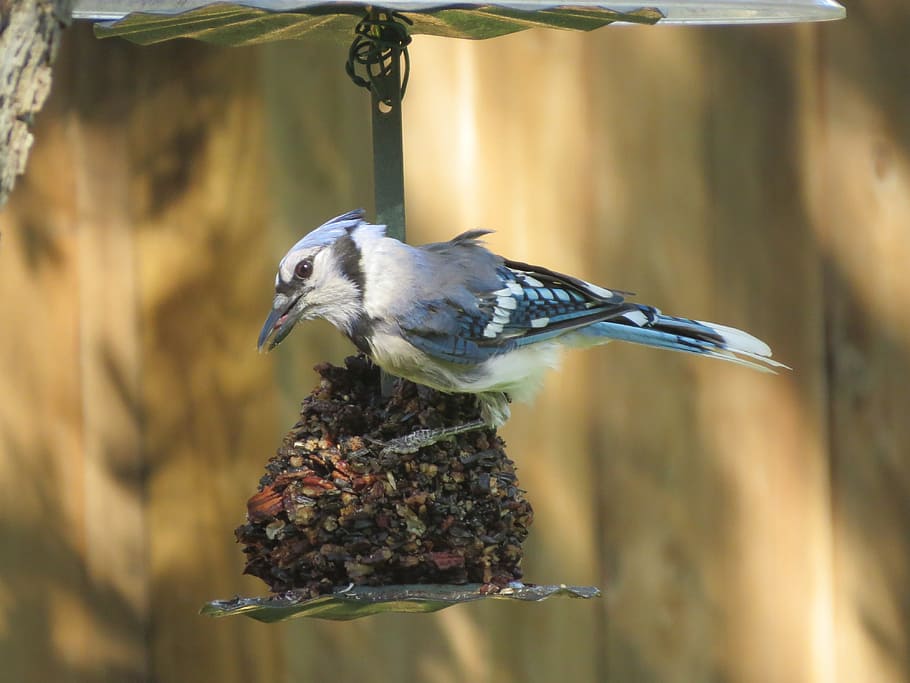 Bird, Blue Jay, Blue And White, Wildlife, Animal Themes, - Blue Jay - HD Wallpaper 