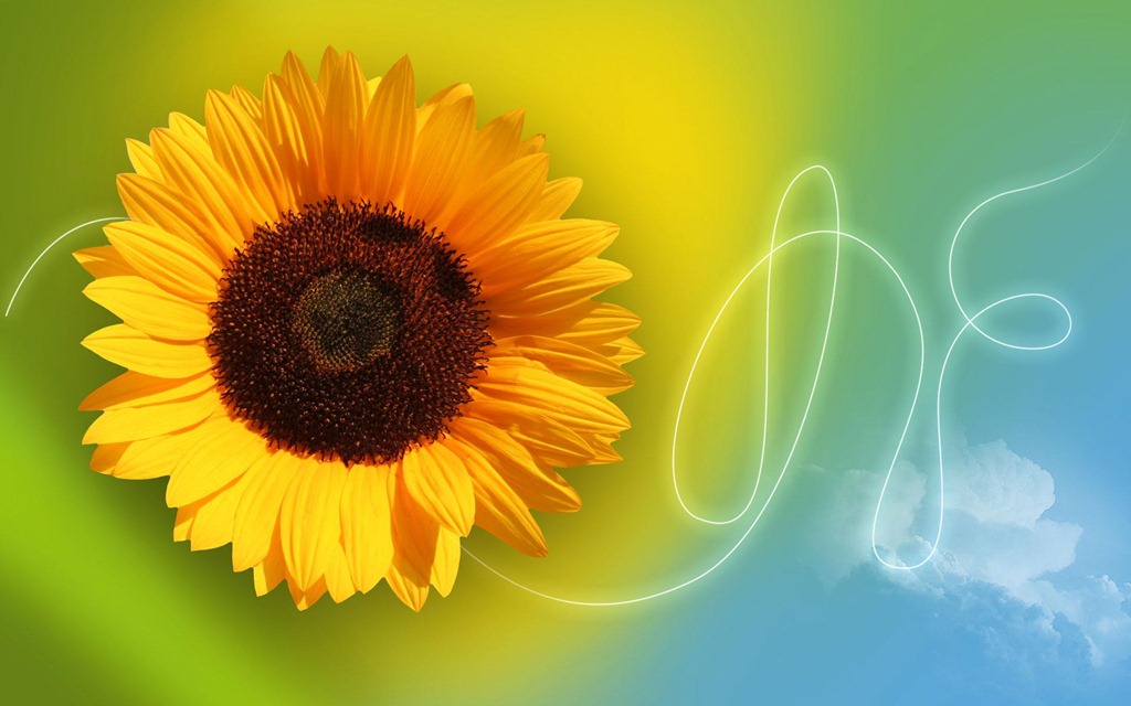 Sun Flower Abstract Background - HD Wallpaper 