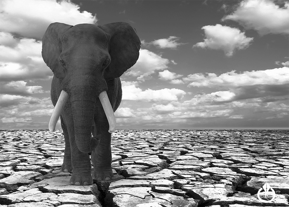 Indian Elephant - HD Wallpaper 