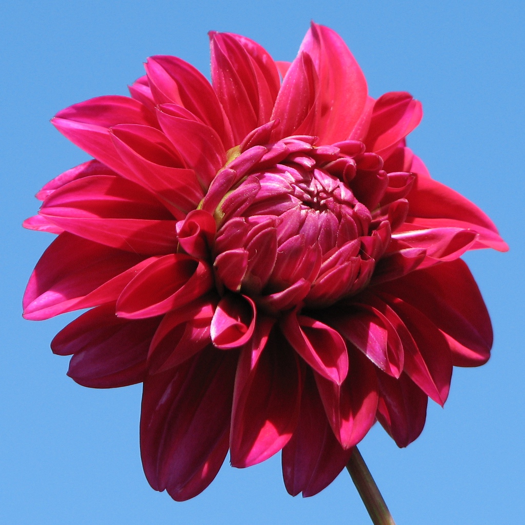 Dahlia Iphone - HD Wallpaper 