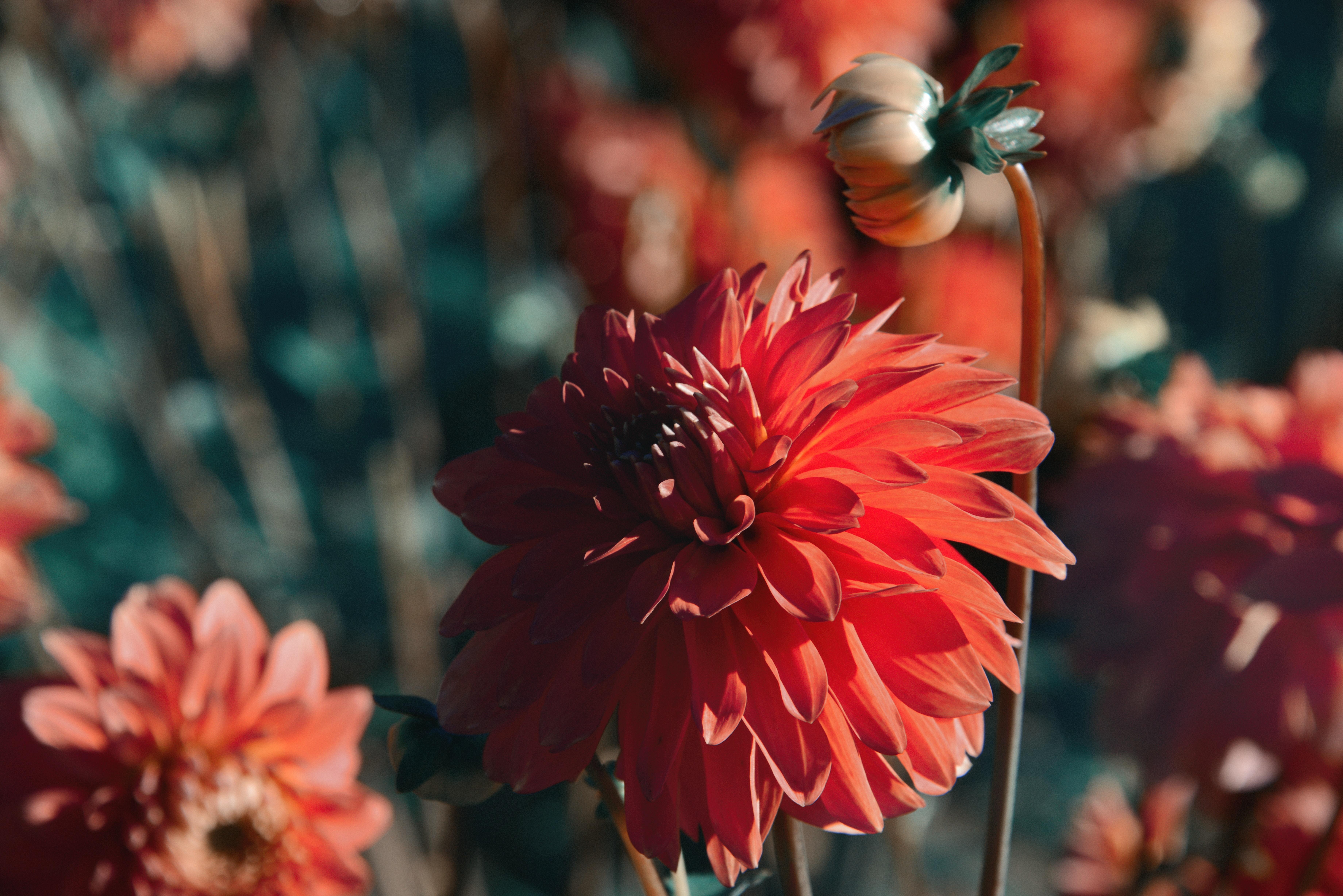 Dahlia, Flower, Red, Bloom, Closeup - HD Wallpaper 