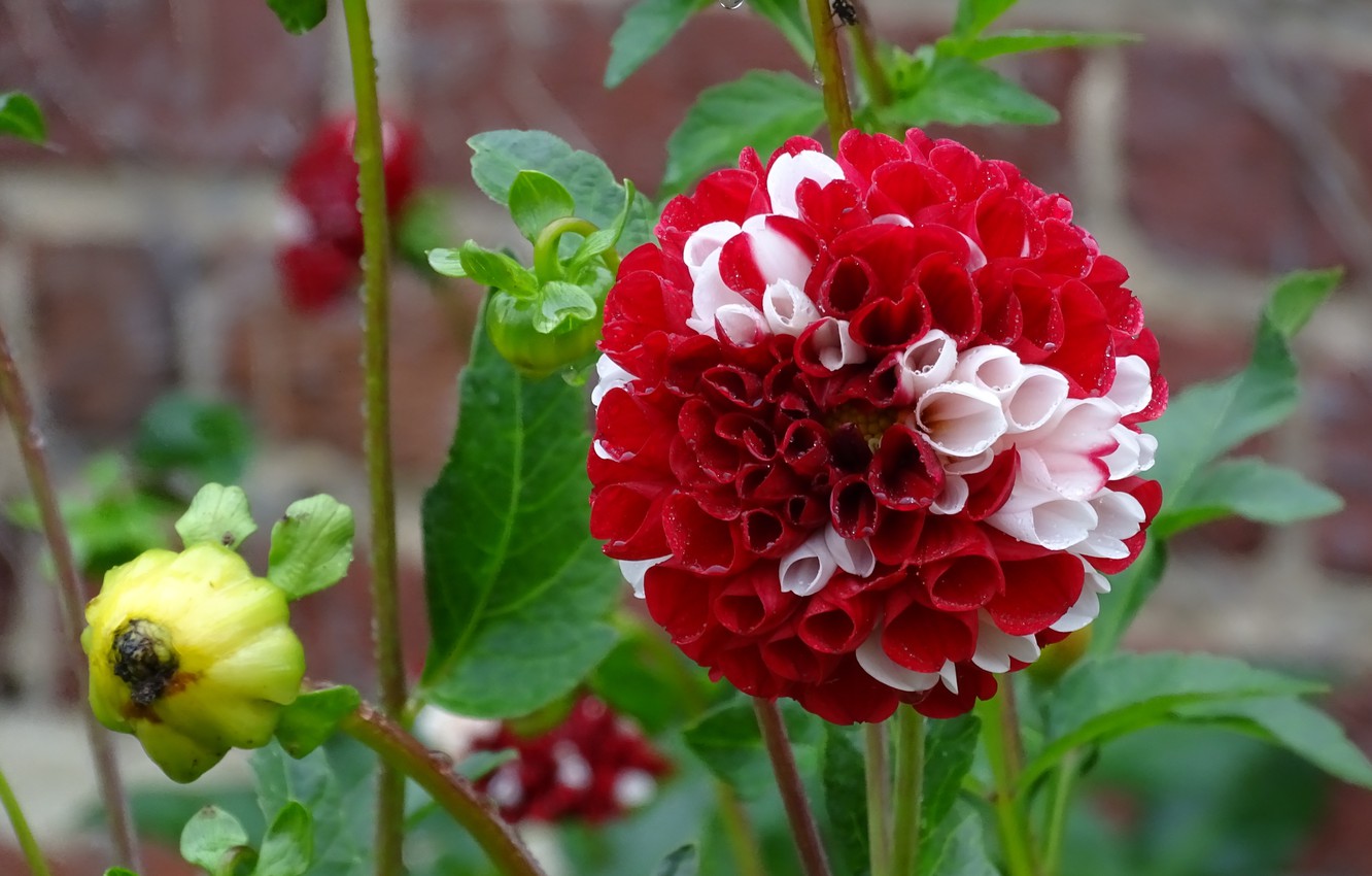 Photo Wallpaper Flower, Dahlia, Dahlia - Dahlia - HD Wallpaper 