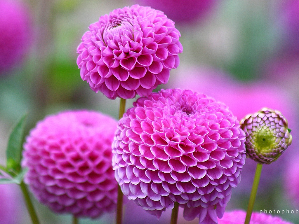 Colorful Dahlia Flowers Dahlia Flower Photos Wallpaper - Wonderful Flowers In The World - HD Wallpaper 
