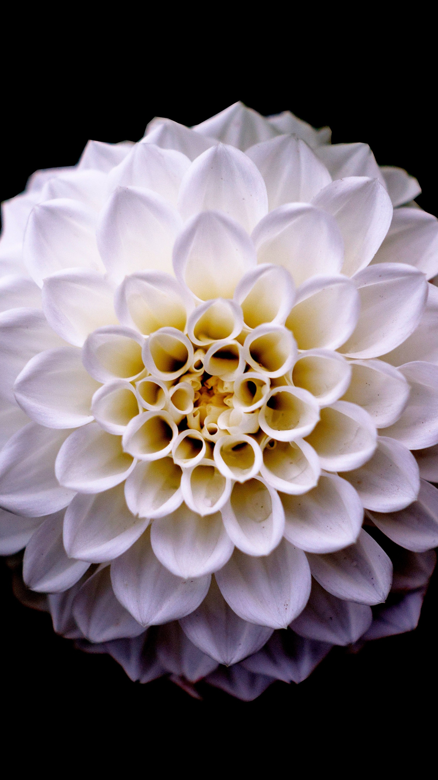 Dahlia, Flower, Portrait, Wallpaper - HD Wallpaper 