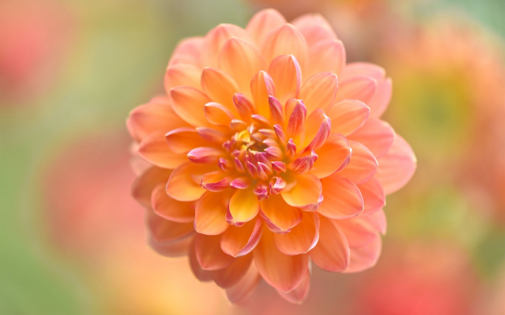 Wallpaper Orange Dahlia Flower Close Up Blurry Background Peach Flower 19x10 Wallpaper Teahub Io