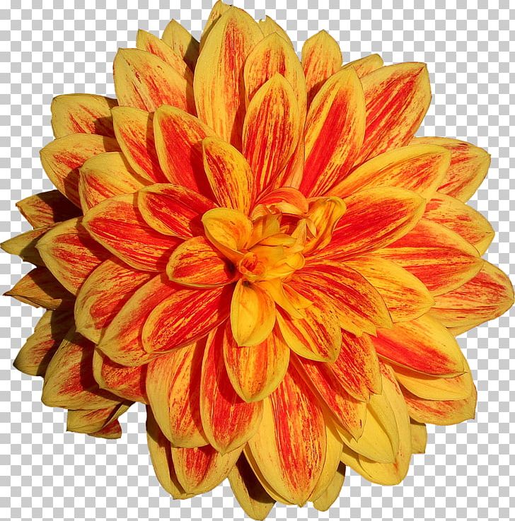 Dahlia Flower Png, Clipart, Chrysanths, Cut Flowers, - HD Wallpaper 