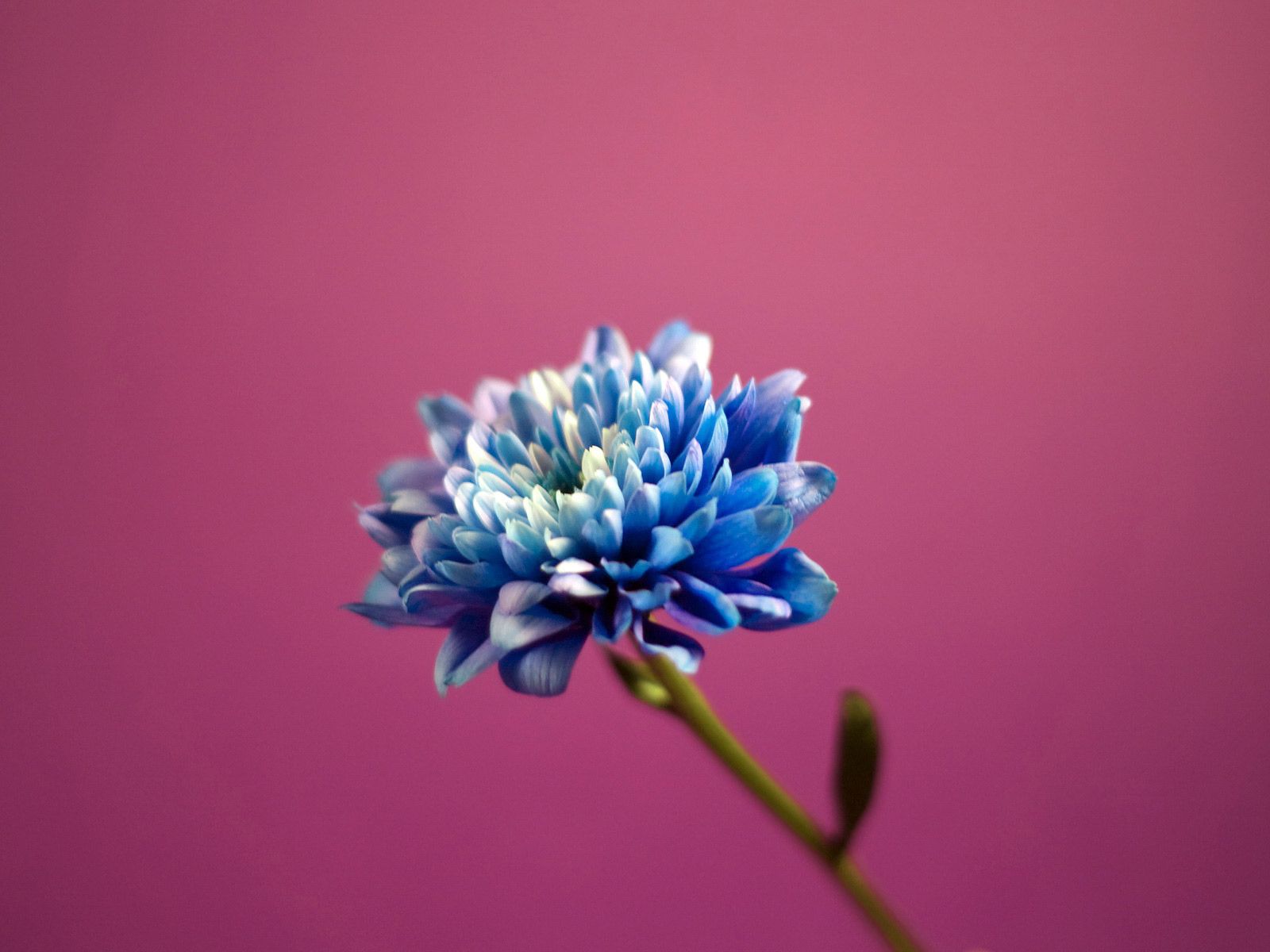 Pink And Blue Flowers Background - HD Wallpaper 
