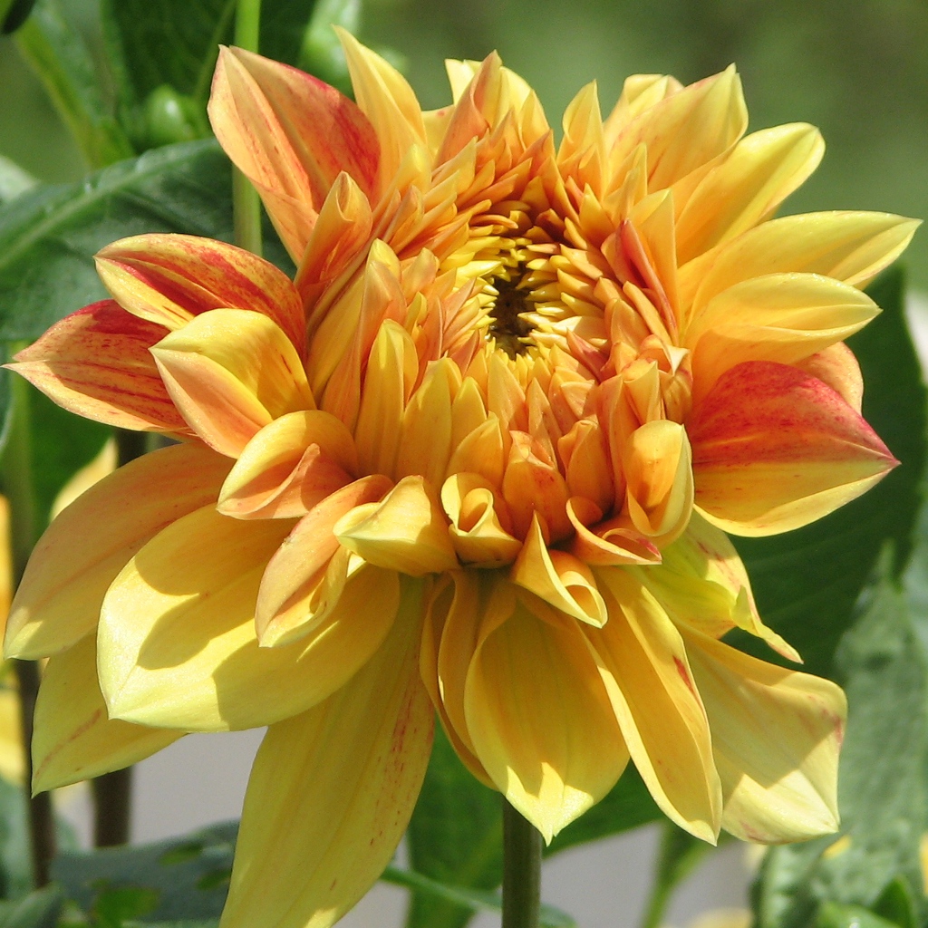 Dahlia - HD Wallpaper 