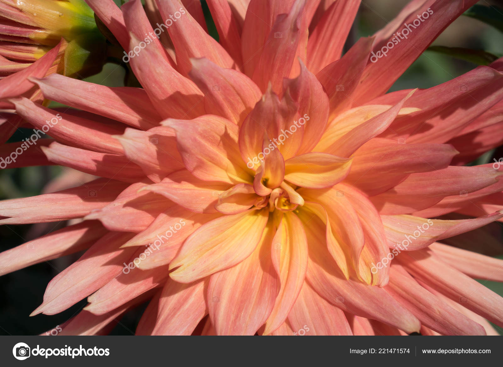 Dahlia - HD Wallpaper 