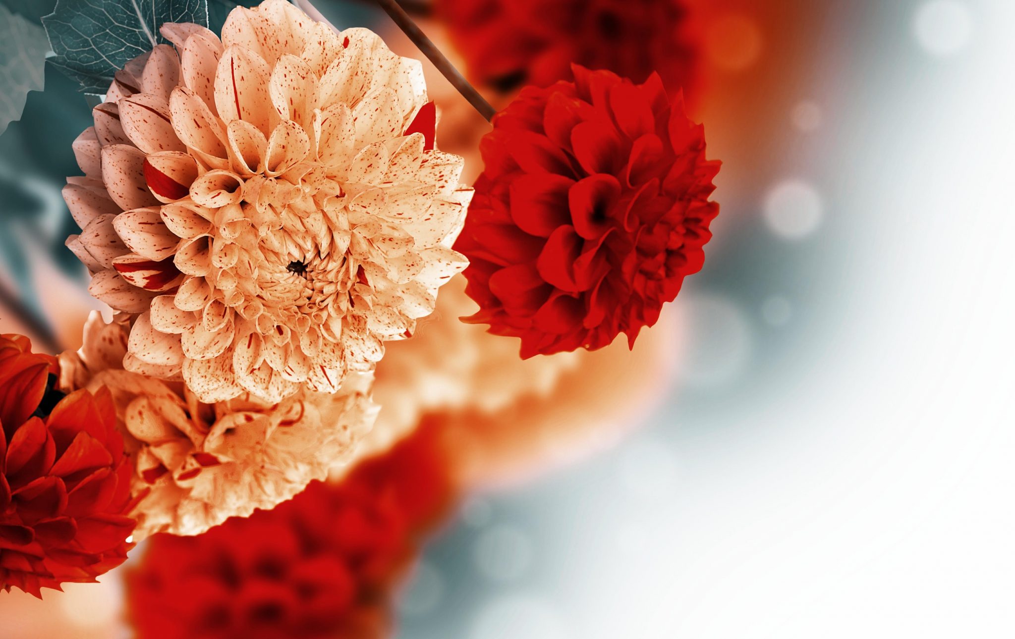 photo Red Dahlia Wallpaper Hd dahlia 2048x1290 wallpaper teahub io