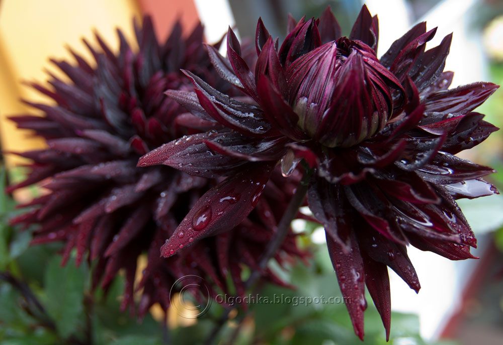 Black Jack Dahlia Flower - 1000x687 Wallpaper - teahub.io