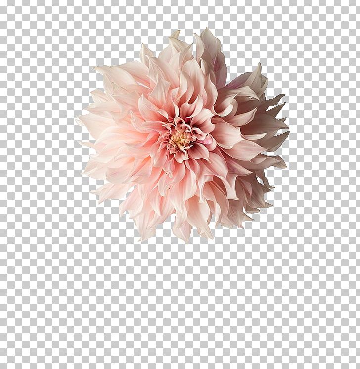 Pink Flowers Photography Dahlia Png, Clipart, Black - Cafe Au Lait Dahlia Transparent - HD Wallpaper 