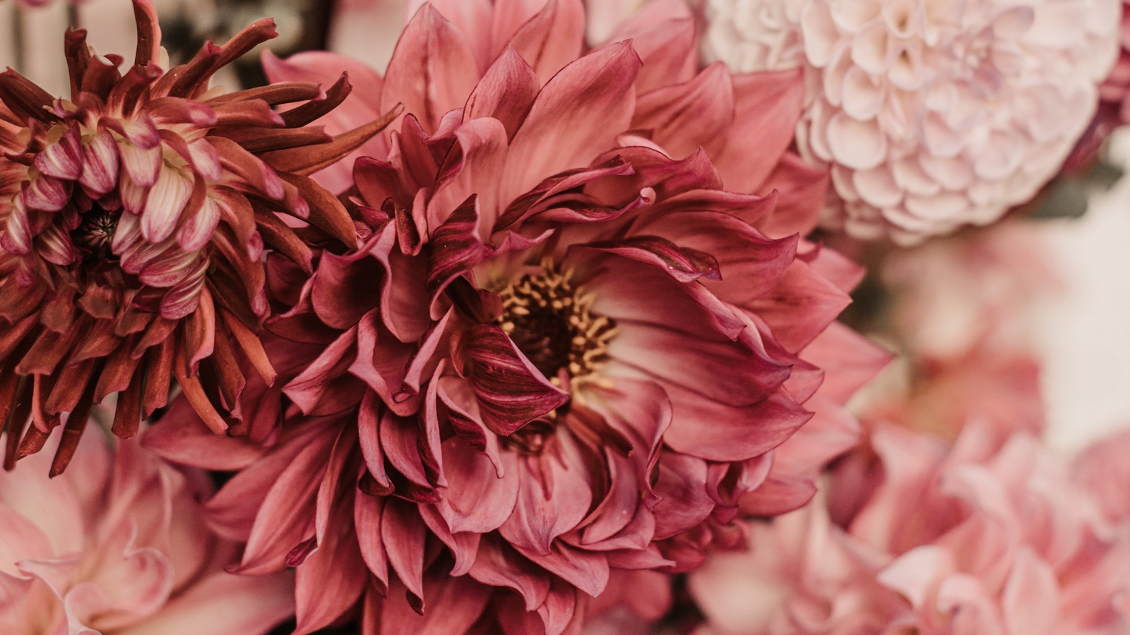 Wallpaper Dahlias, Flowers, Bouquet, Pink - Flower - HD Wallpaper 