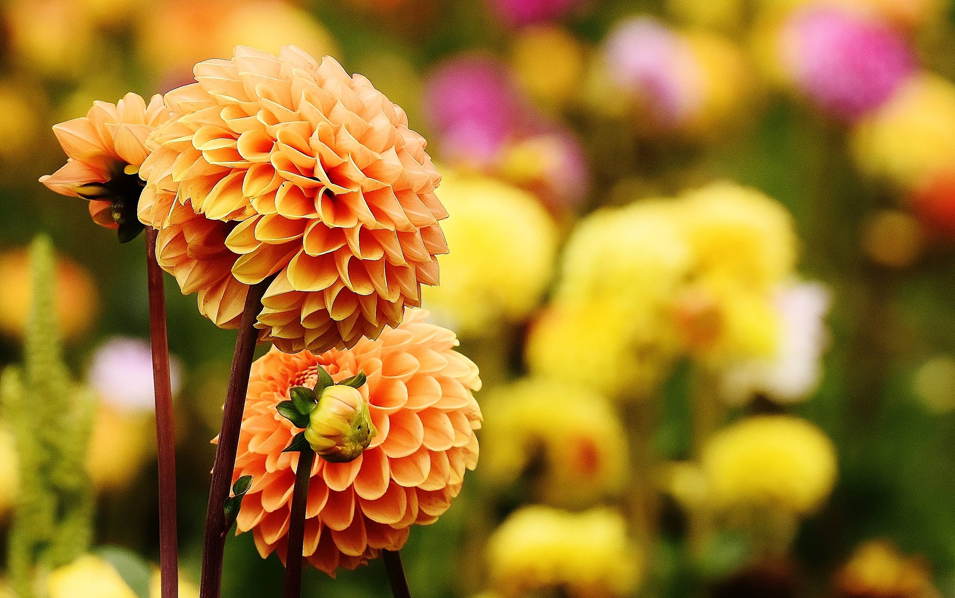 Palm Dahlia - HD Wallpaper 