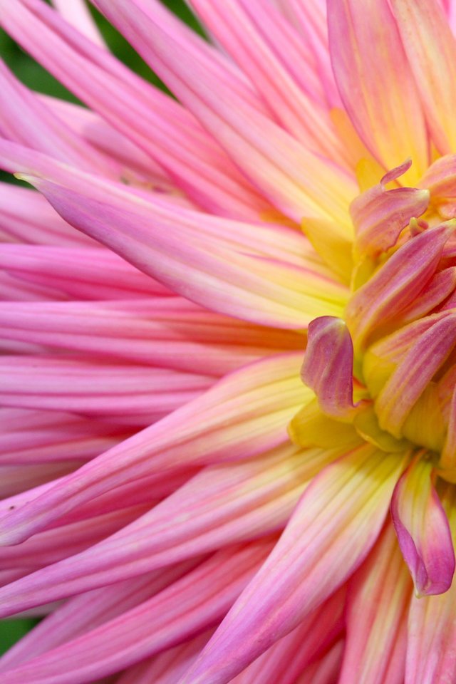 Dahlia, Flower, Macro, Close Up, Rose, Yellow - Dahlia - HD Wallpaper 