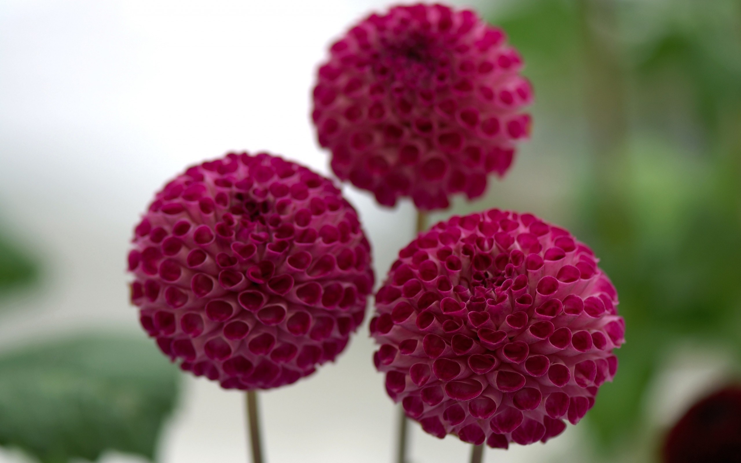 Desktop Wallpaper Red Dahlia 4k - HD Wallpaper 