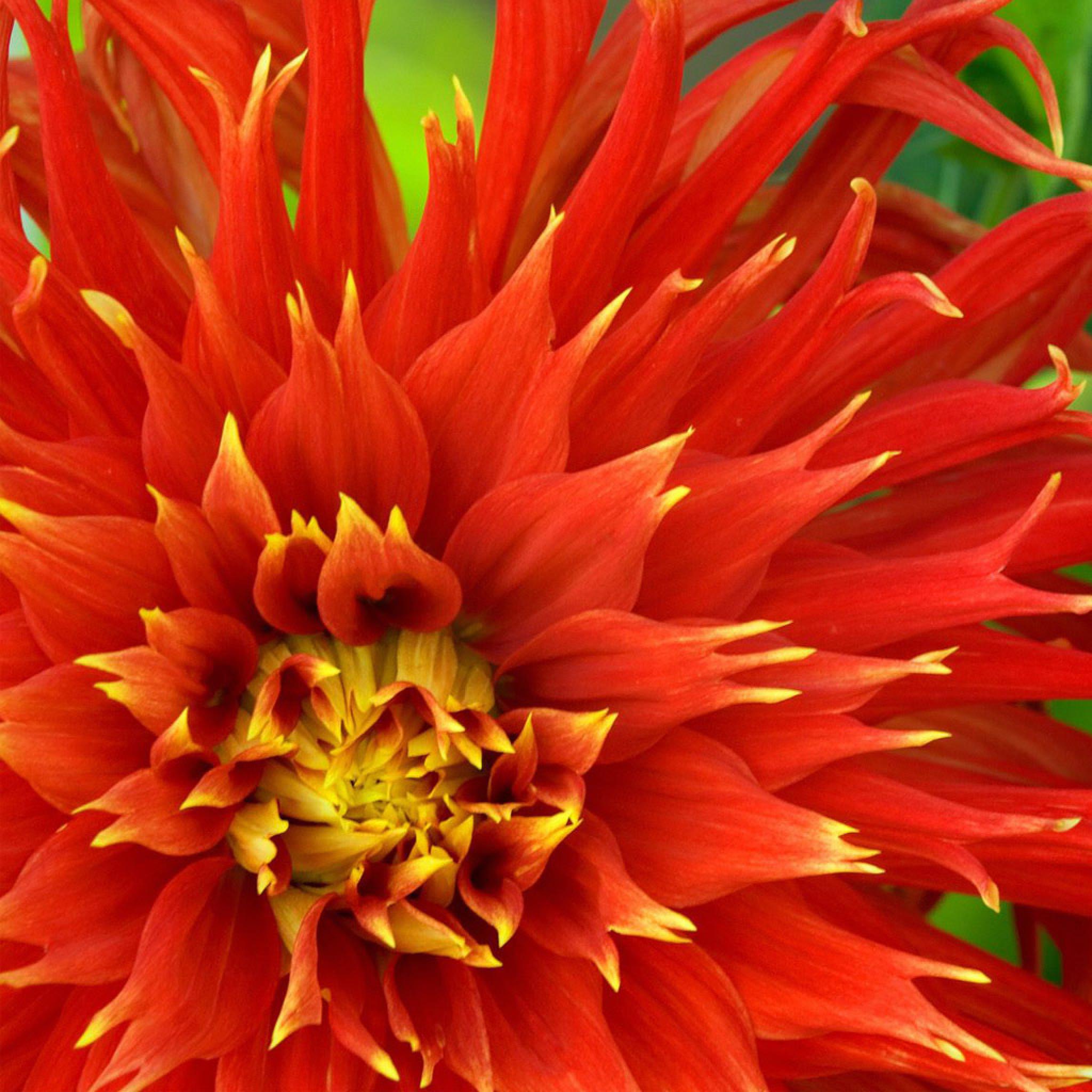 Colorful Flowers - HD Wallpaper 