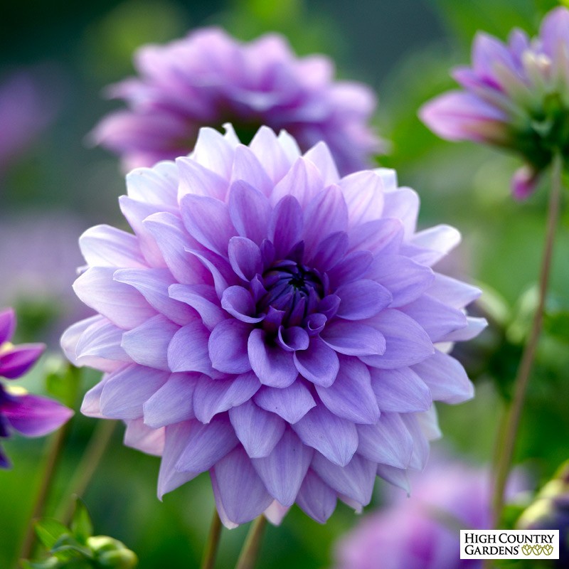 Hq Dahlia Wallpapers - Purple Dahlia Flower - HD Wallpaper 