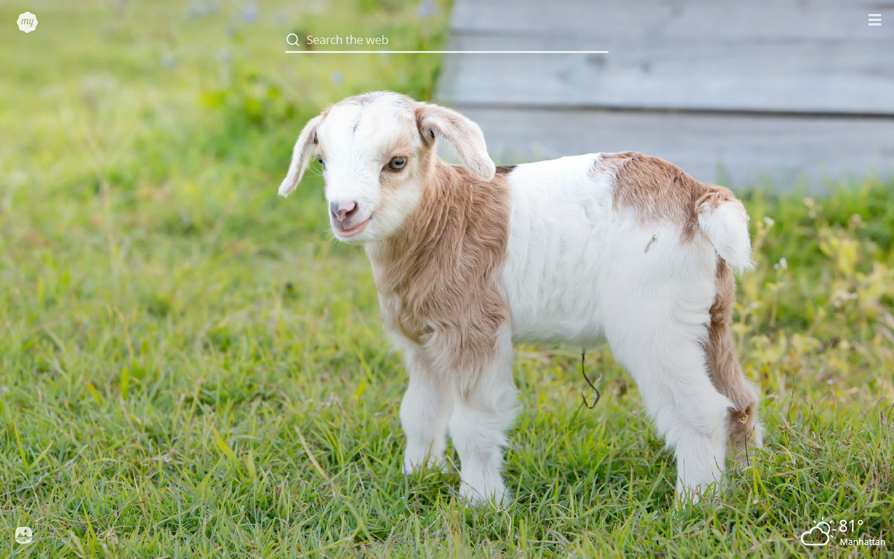 Goats Hd - HD Wallpaper 