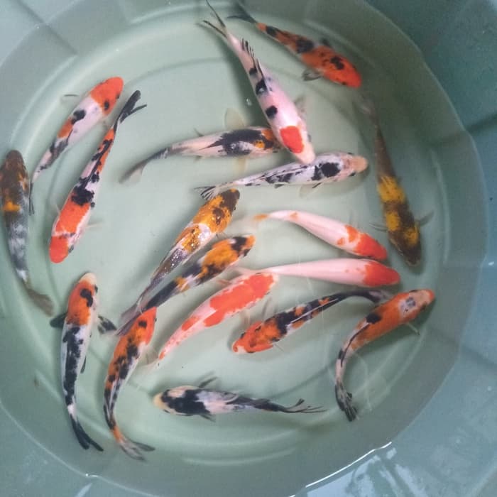 Feeder Fish - HD Wallpaper 