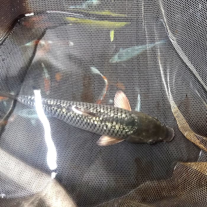 Pacific Sturgeon - HD Wallpaper 