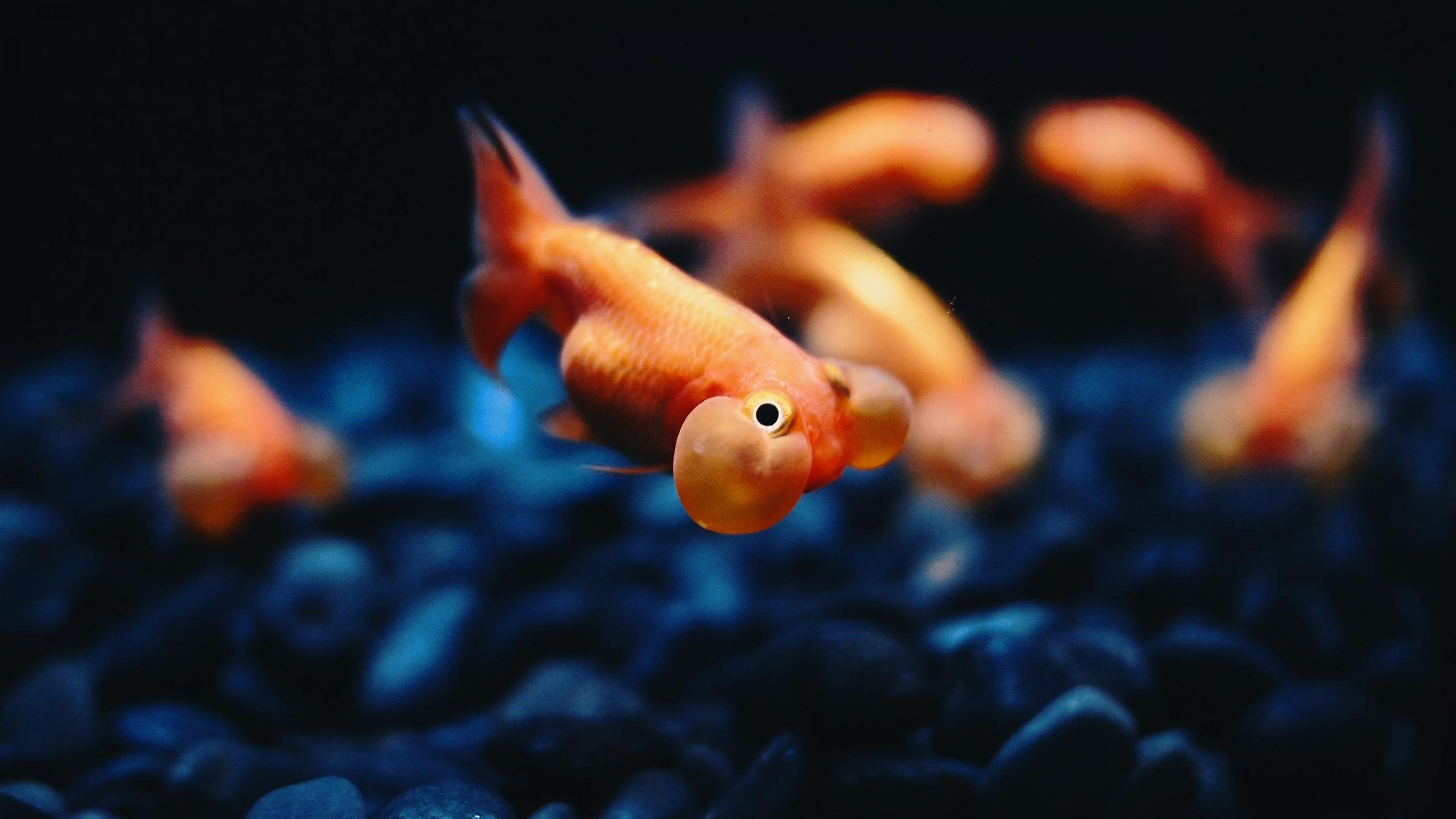 Live Wallpaper Windows 10 Fish - 1080p Goldfish Wallpaper Hd - HD Wallpaper 