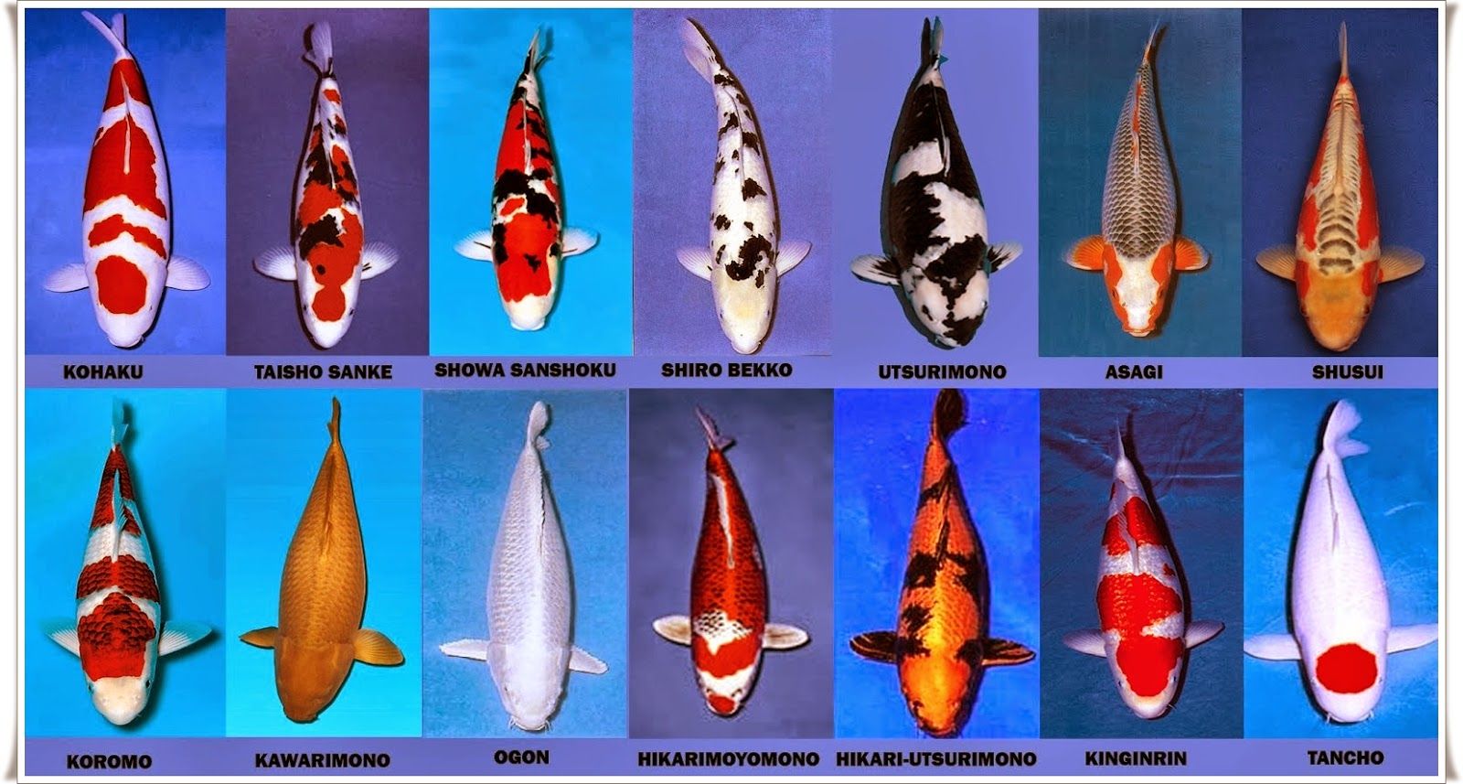 Jenis Jenis Ikan Koi - HD Wallpaper 