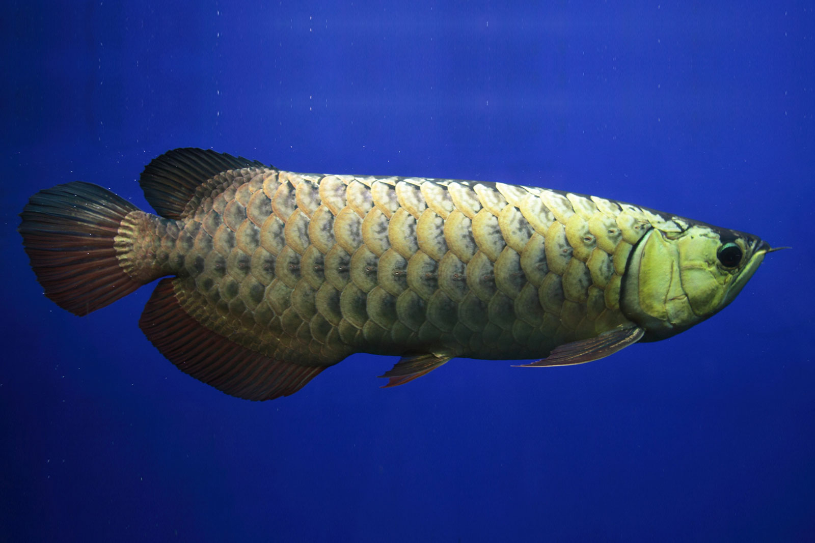 Arowana Fish - HD Wallpaper 