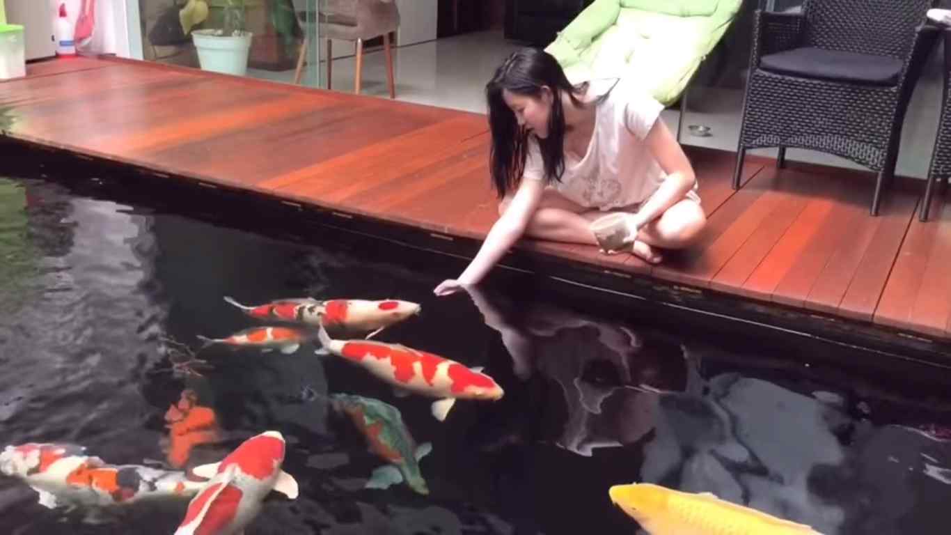 Koi Termahal Jenis Ikan Koi - HD Wallpaper 