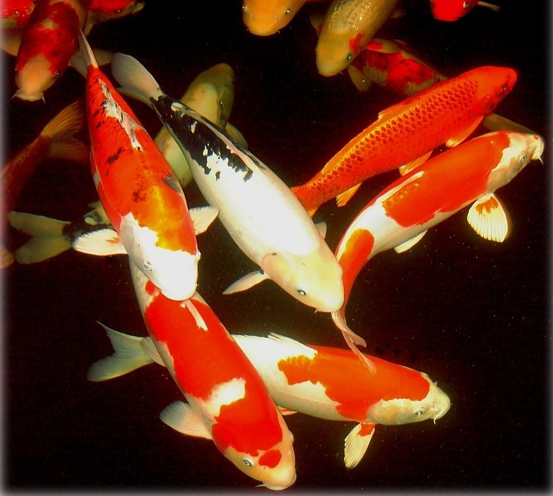 Koi Fish - Most Expensive Japanese Fish - HD Wallpaper 