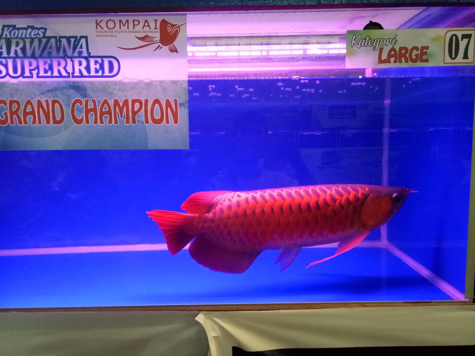 Ikan Arwana Red Kapuas - HD Wallpaper 