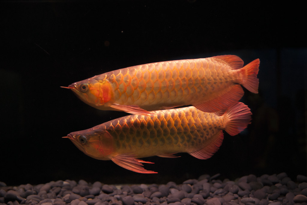 Goldfish - HD Wallpaper 