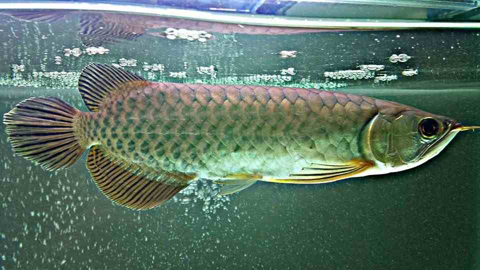 Jual Arwana Green Pino - HD Wallpaper 