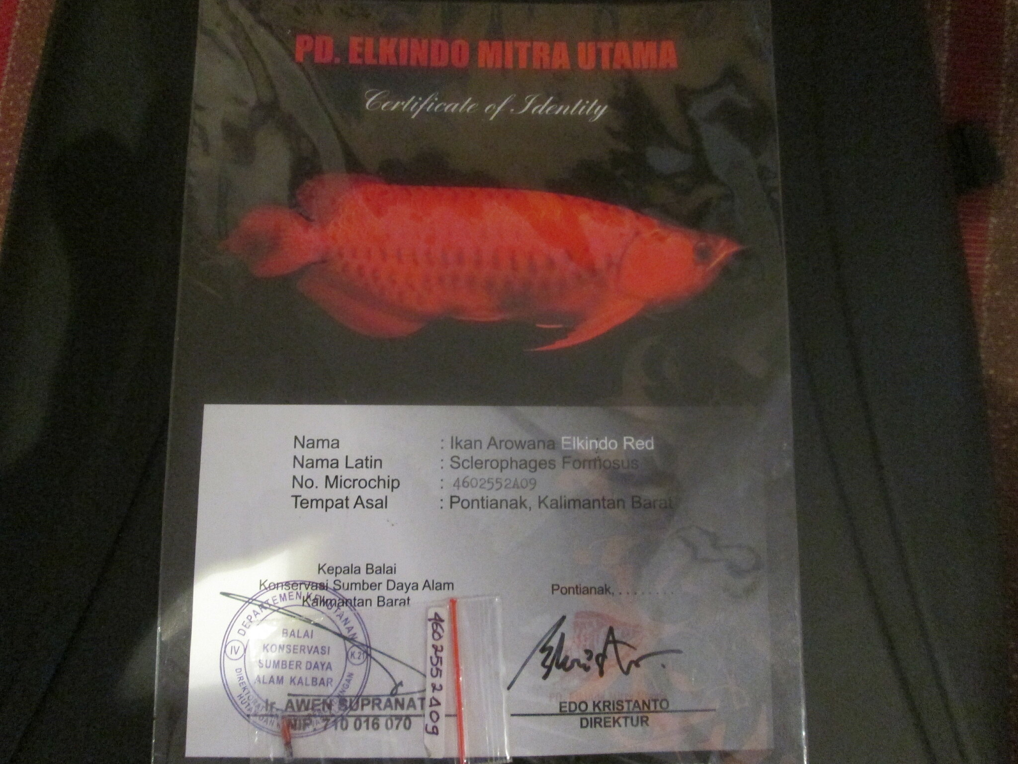 Goldfish - HD Wallpaper 