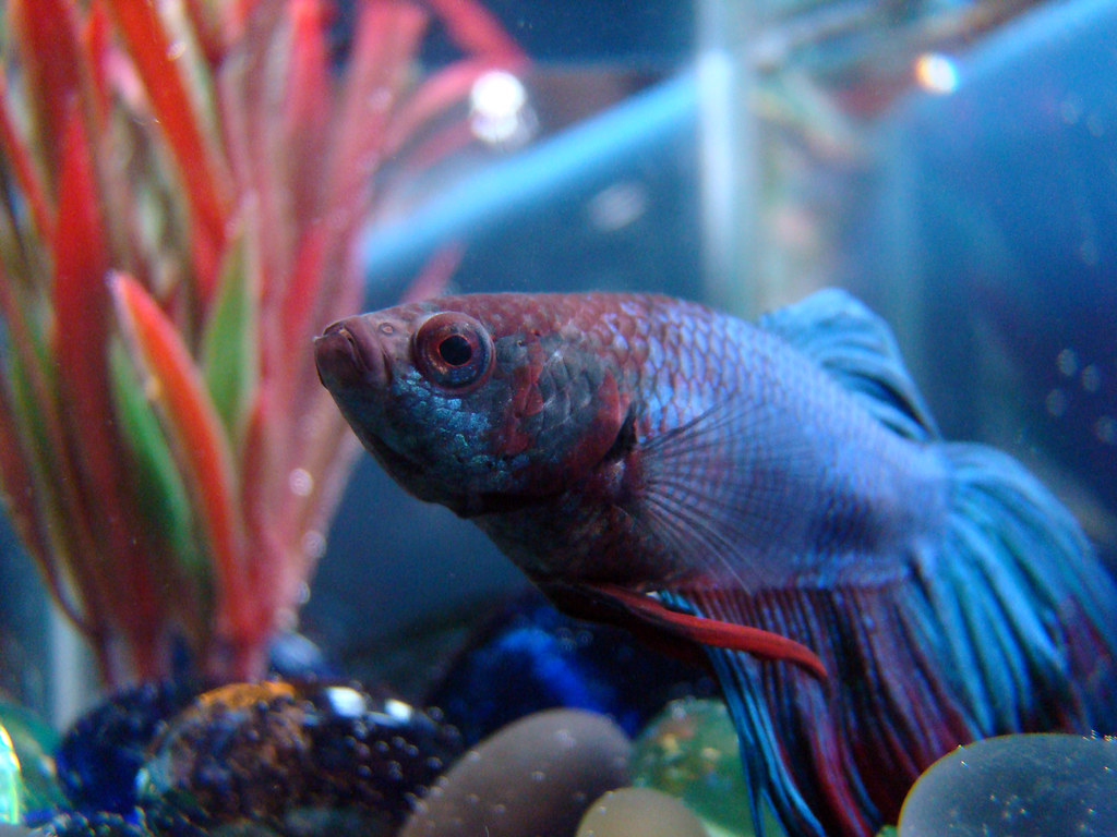 Marine Biology - HD Wallpaper 