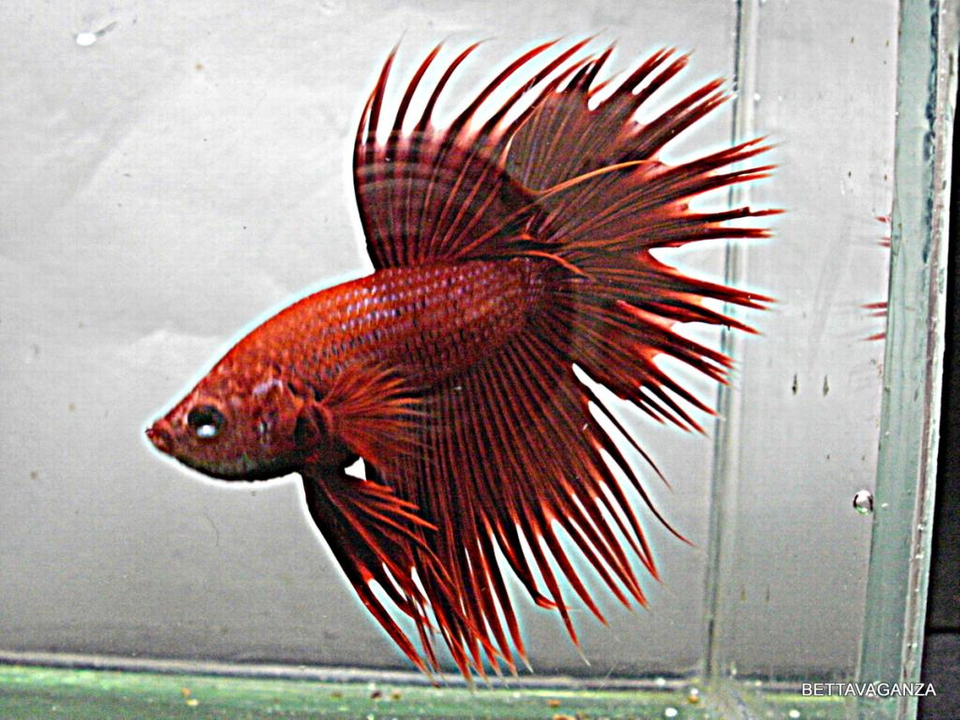 Goldfish - HD Wallpaper 