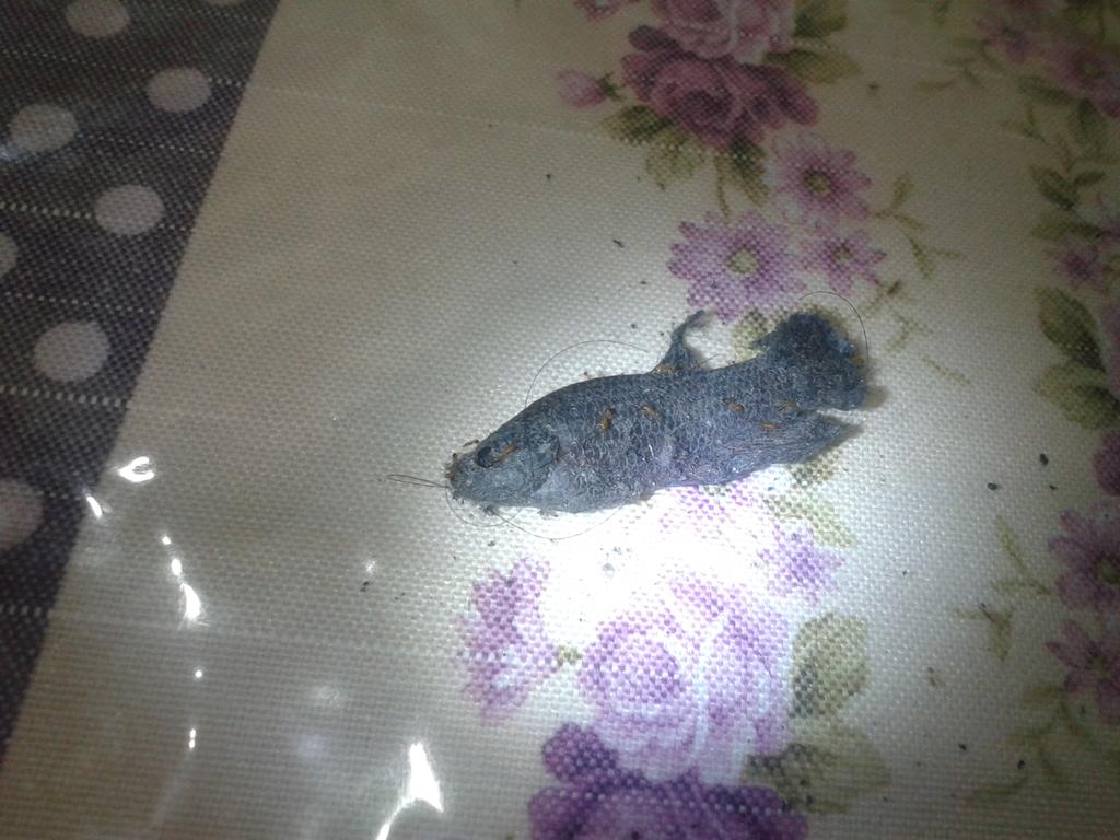 Coelacanth - HD Wallpaper 