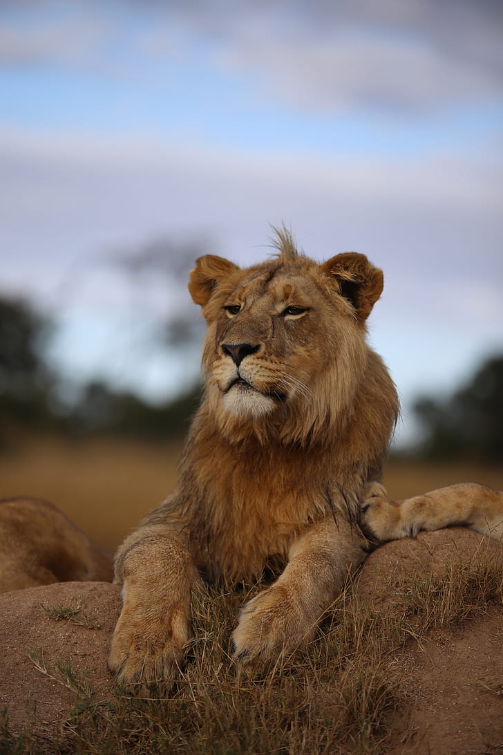 Lion, Savannah, Wildlife, Glance, Proud, Predator, - Wallpaper - HD Wallpaper 