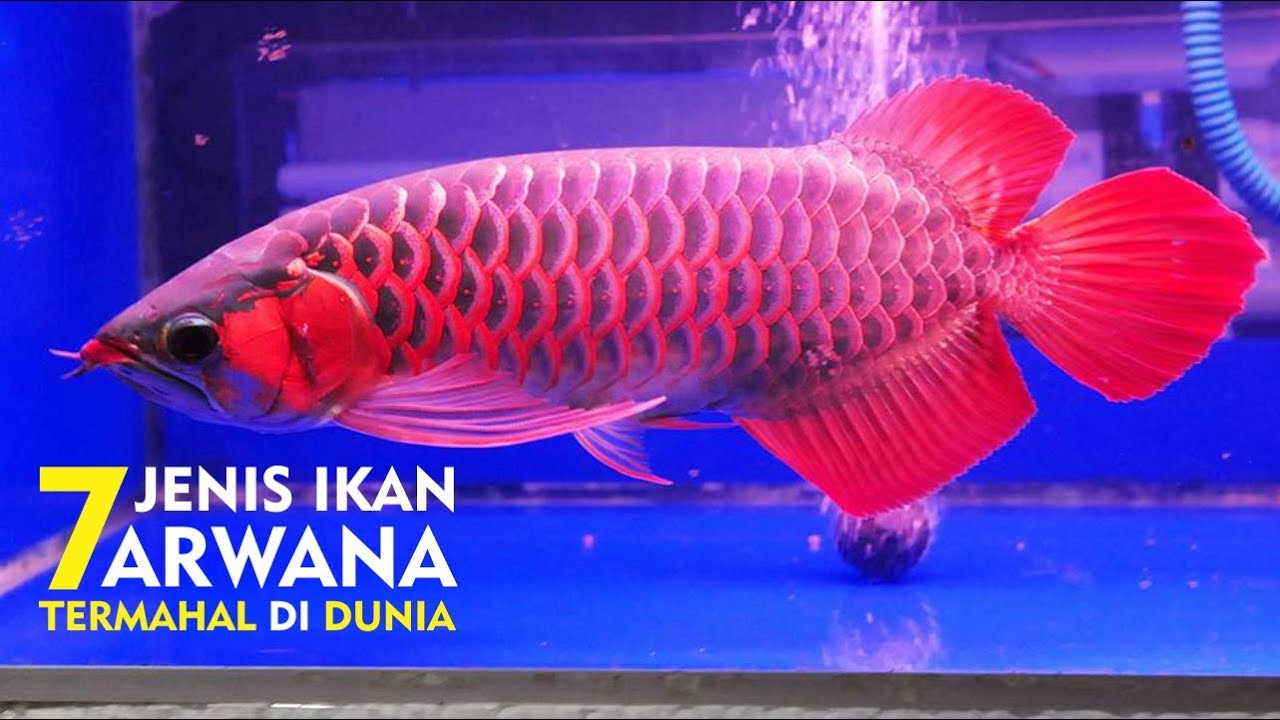7 Ikan Arwana Termahal Karena Dianggap Paling Cantik - Ikan Arwana Termahal Di Dunia - HD Wallpaper 