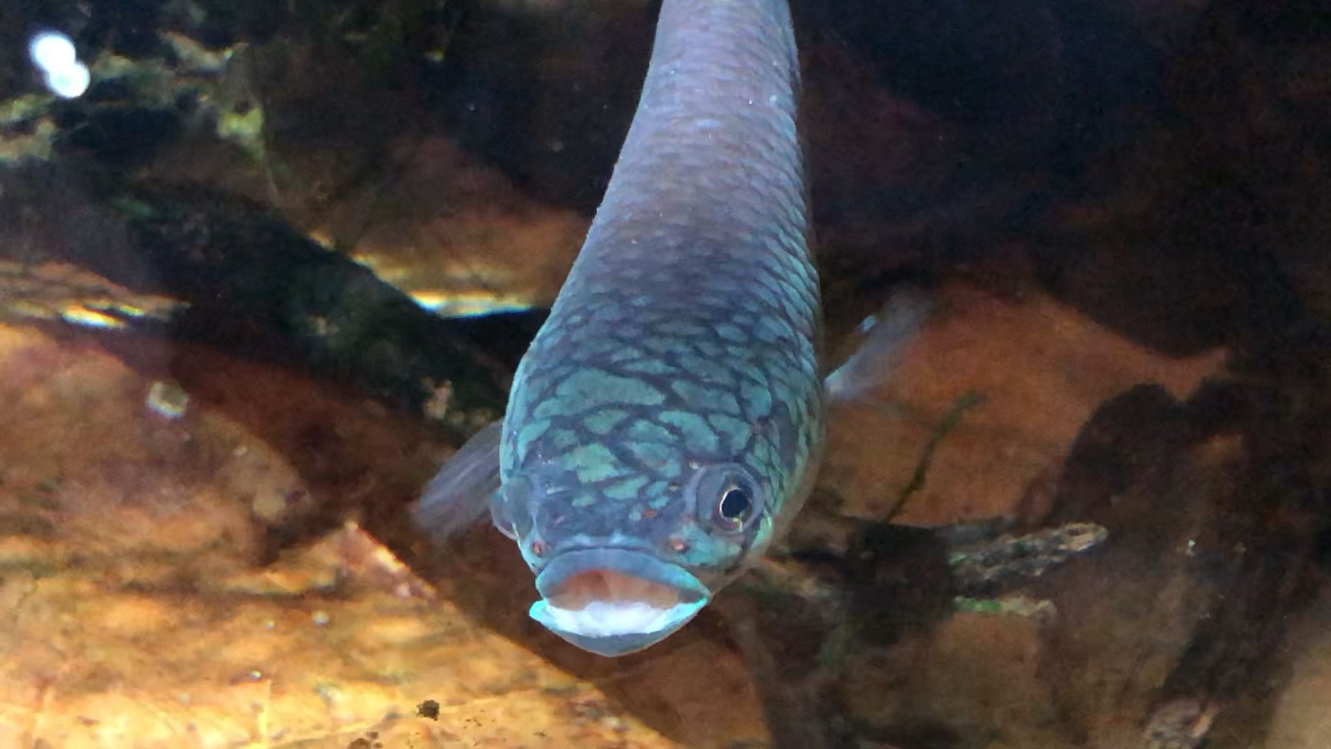 Anchovy - HD Wallpaper 