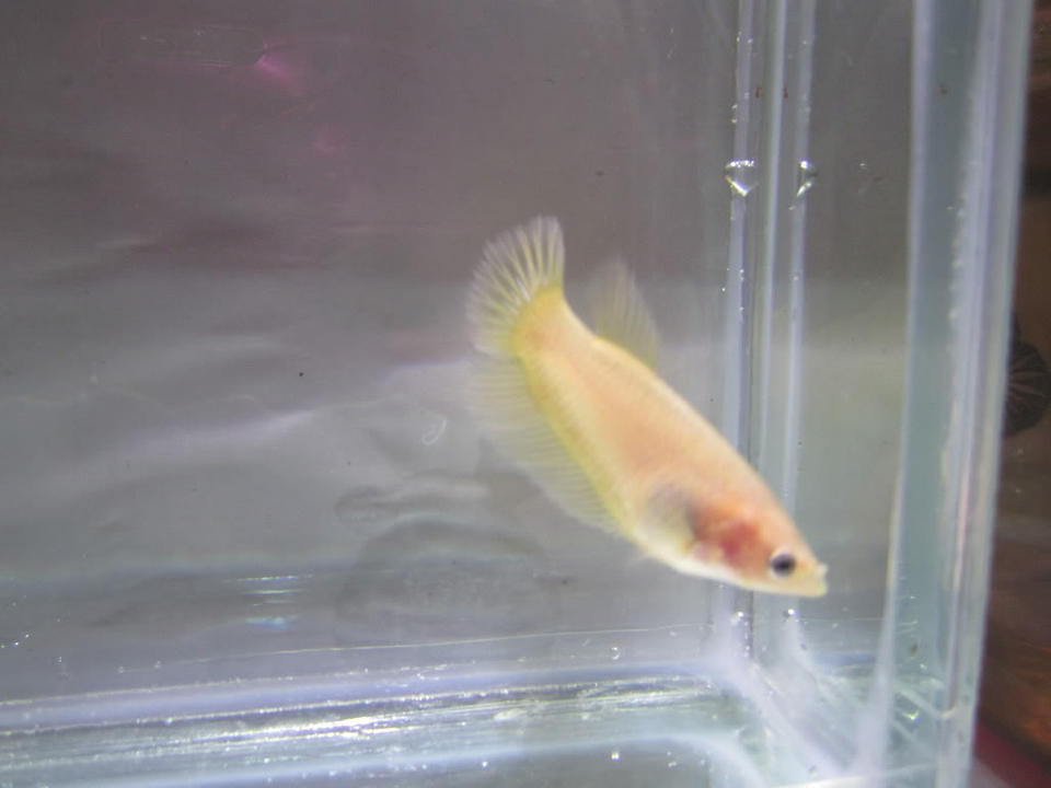 User Posted Image - Feeder Fish - HD Wallpaper 