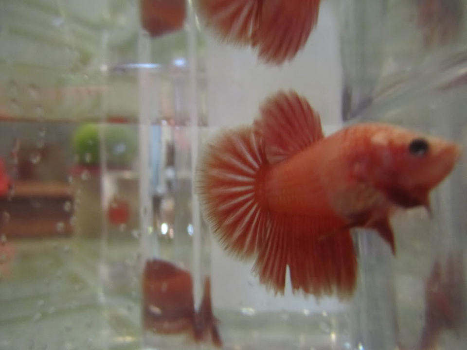 User Posted Image - Feeder Fish - HD Wallpaper 