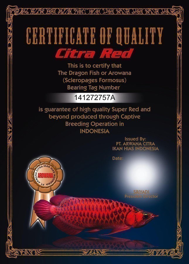 Super Red Arowana Certificate - HD Wallpaper 